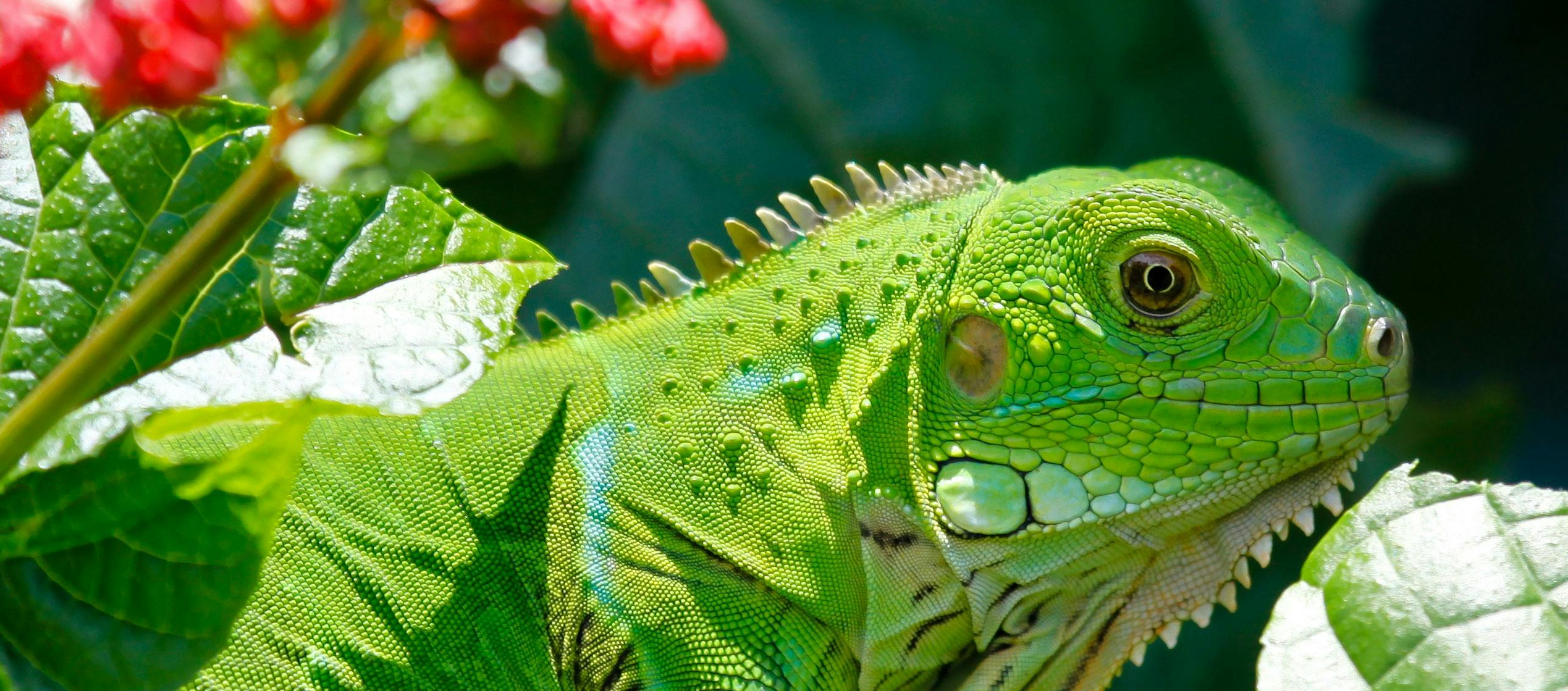 Una serpiente sacando la lengua